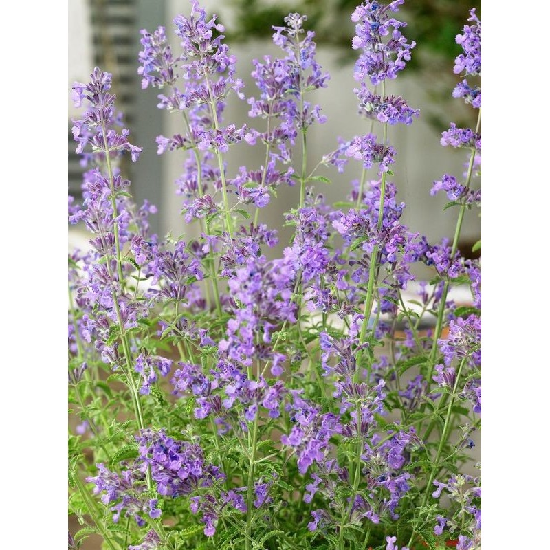 kocimietka Faassena (Nepeta x faassenii) Senior- Świat bylin - sklep internetowy