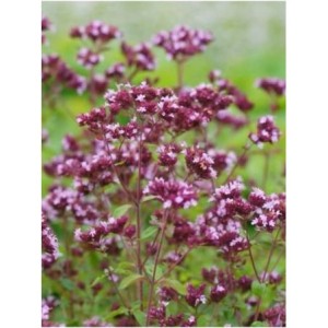 lebiodka gładka (Origanum laevigatum) Herrenhausen- Świat bylin - sklep internetowy