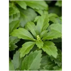 runianka japońska (Pachysandra terminalis) Green Carpet- Świat bylin - sklep internetowy