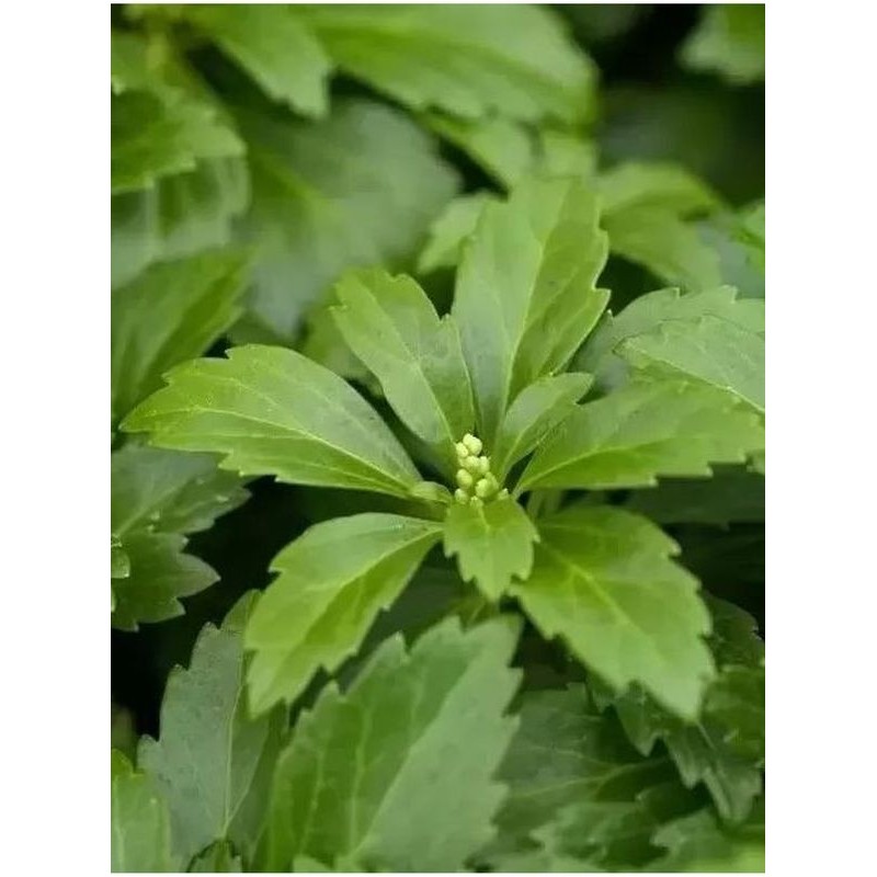 runianka japońska (Pachysandra terminalis) Green Carpet- Świat bylin - sklep internetowy