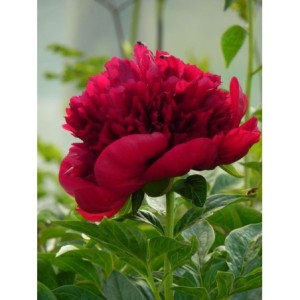 piwonia (Paeonia hybrida) Red Charm- Świat bylin - sklep internetowy