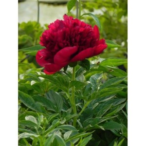 piwonia (Paeonia hybrida) Red Charm- Świat bylin - sklep internetowy