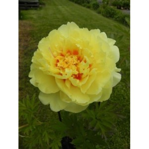 piwonia Itoh (Paeonia Itoh) Bartzella- Świat bylin - sklep internetowy