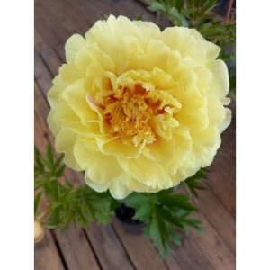 piwonia Itoh (Paeonia Itoh) Bartzella- Świat bylin - sklep internetowy