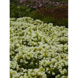 gęsiówka kaukaska (Arabis caucasica) Aubris White- Świat bylin - sklep internetowy