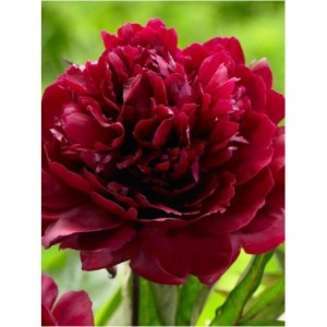 piwonia chińska (Paeonia lactiflora) Black Beauty- Świat bylin - sklep internetowy