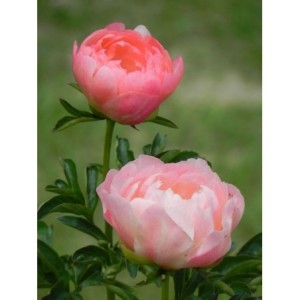 piwonia chińska (Paeonia lactiflora) Coral Sunset- Świat bylin - sklep internetowy