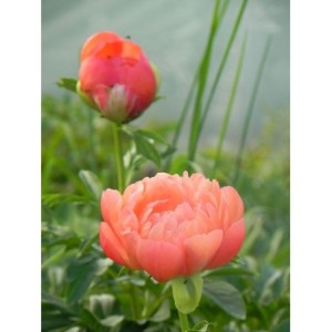 piwonia chińska (Paeonia lactiflora) Coral Sunset- Świat bylin - sklep internetowy