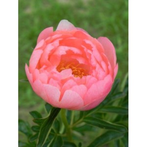 piwonia chińska (Paeonia lactiflora) Coral Sunset- Świat bylin - sklep internetowy