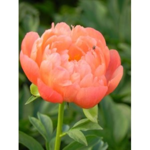 piwonia chińska (Paeonia lactiflora) Coral Sunset- Świat bylin - sklep internetowy