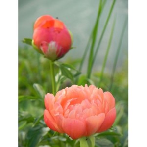 piwonia chińska (Paeonia lactiflora) Coral Sunset- Świat bylin - sklep internetowy