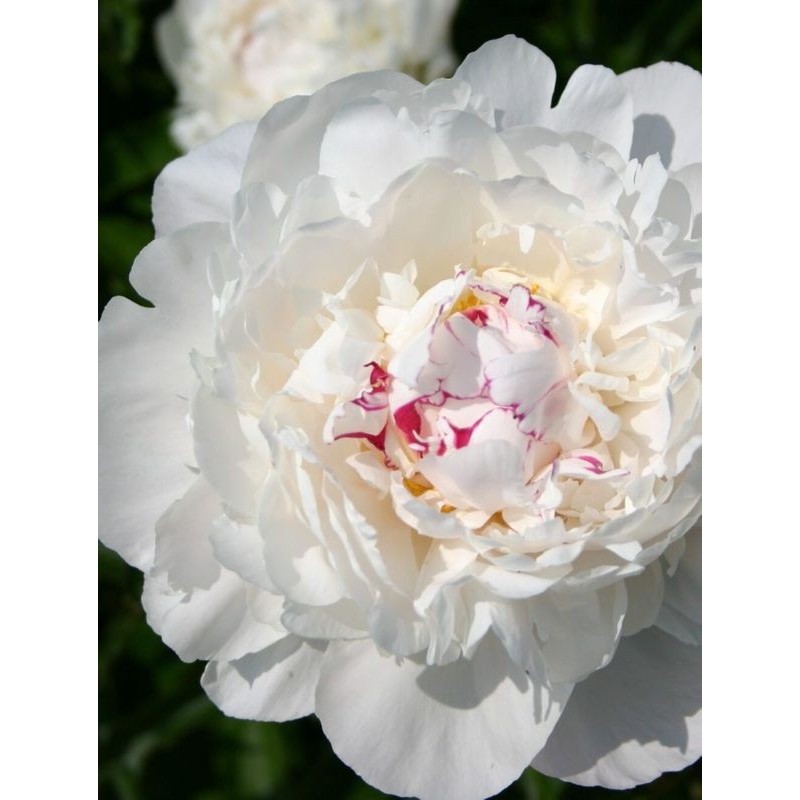 piwonia chińska (Paeonia lactiflora) Festiva Maxima- Świat bylin - sklep internetowy