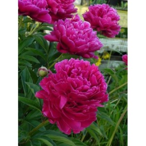 piwonia chińska (Paeonia lactiflora) Karl Rosenfield- Świat bylin - sklep internetowy