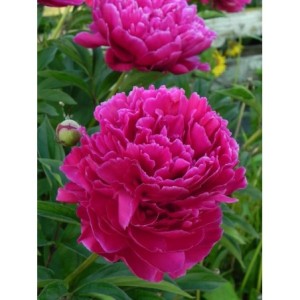 piwonia chińska (Paeonia lactiflora) Karl Rosenfield- Świat bylin - sklep internetowy