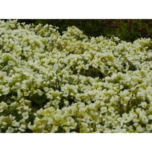 gęsiówka kaukaska (Arabis caucasica) Aubris White- Świat bylin - sklep internetowy