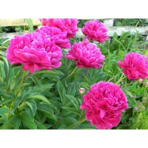 piwonia chińska (Paeonia lactiflora) Karl Rosenfield- Świat bylin - sklep internetowy