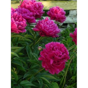 piwonia chińska (Paeonia lactiflora) Karl Rosenfield- Świat bylin - sklep internetowy