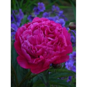 piwonia chińska (Paeonia lactiflora) Karl Rosenfield- Świat bylin - sklep internetowy