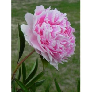 piwonia chińska (Paeonia lactiflora) Sarah Bernhardt- Świat bylin - sklep internetowy