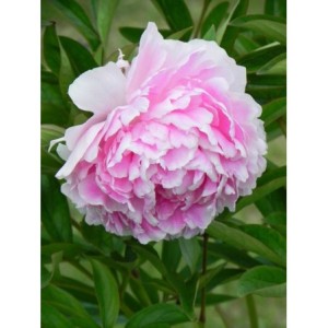 piwonia chińska (Paeonia lactiflora) Sarah Bernhardt- Świat bylin - sklep internetowy