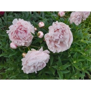 piwonia chińska (Paeonia lactiflora) Sarah Bernhardt- Świat bylin - sklep internetowy