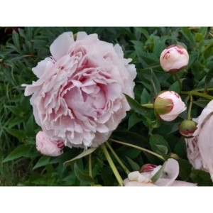 piwonia chińska (Paeonia lactiflora) Sarah Bernhardt- Świat bylin - sklep internetowy