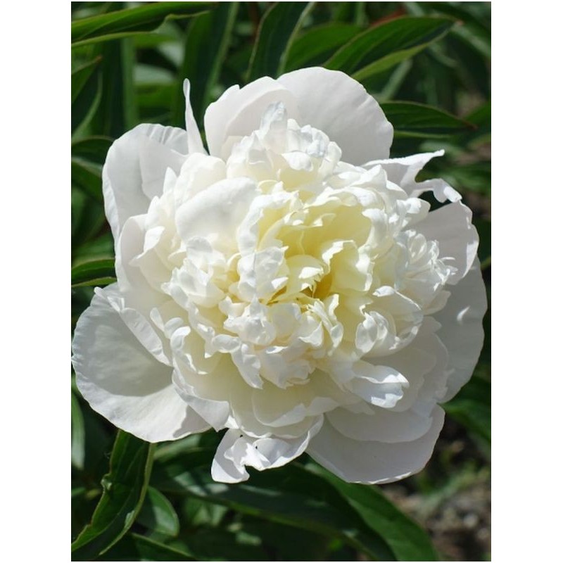 piwonia chińska (Paeonia lactiflora) White Double- Świat bylin - sklep internetowy