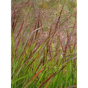 proso rózgowate (Panicum virgatum) Hanse Herms- Świat bylin - sklep internetowy