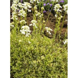 gęsiówka macedońska (Arabis ferdinandi-coburgii) Old Gold- Świat bylin - sklep internetowy