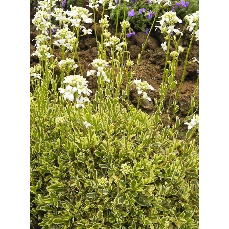 gęsiówka macedońska (Arabis ferdinandi-coburgii) Old Gold- Świat bylin - sklep internetowy