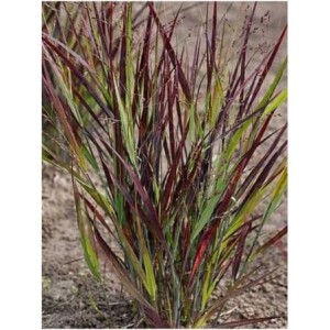 proso rózgowate (Panicum virgatum) Nosferatu- Świat bylin - sklep internetowy