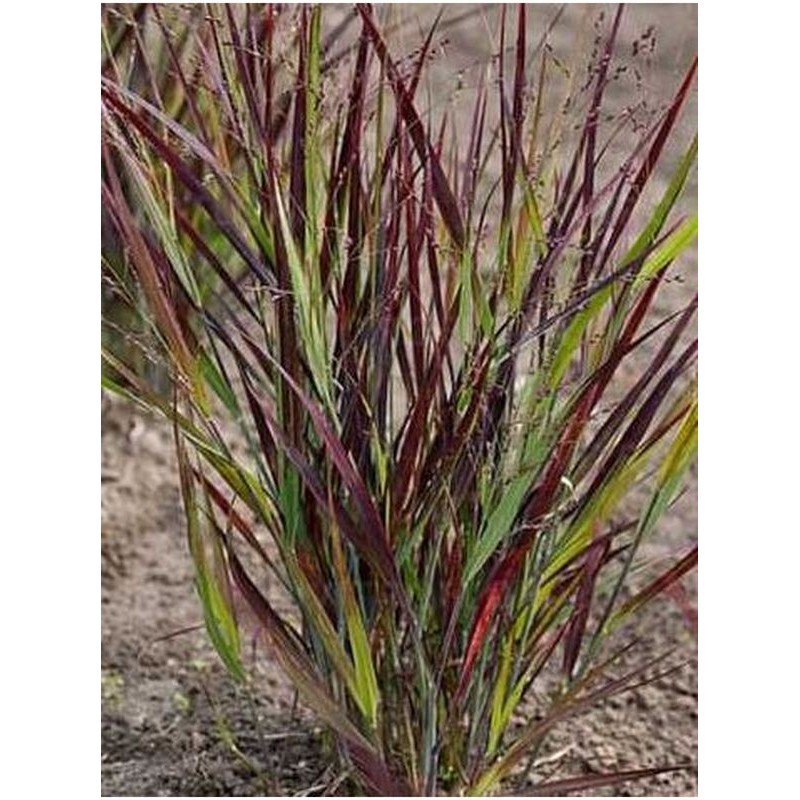 proso rózgowate (Panicum virgatum) Nosferatu- Świat bylin - sklep internetowy