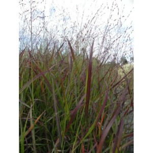 proso rózgowate (Panicum virgatum) Rotstrahlbusch- Świat bylin - sklep internetowy