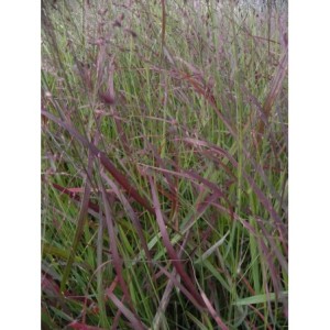 proso rózgowate (Panicum virgatum) Rotstrahlbusch- Świat bylin - sklep internetowy