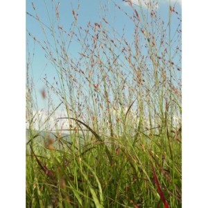 proso rózgowate (Panicum virgatum) Rotstrahlbusch- Świat bylin - sklep internetowy