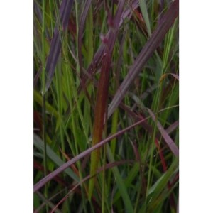 proso rózgowate (Panicum virgatum) Rotstrahlbusch- Świat bylin - sklep internetowy