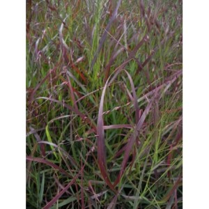 proso rózgowate (Panicum virgatum) Rotstrahlbusch- Świat bylin - sklep internetowy