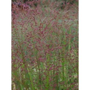 proso rózgowate (Panicum virgatum) Worrior- Świat bylin - sklep internetowy