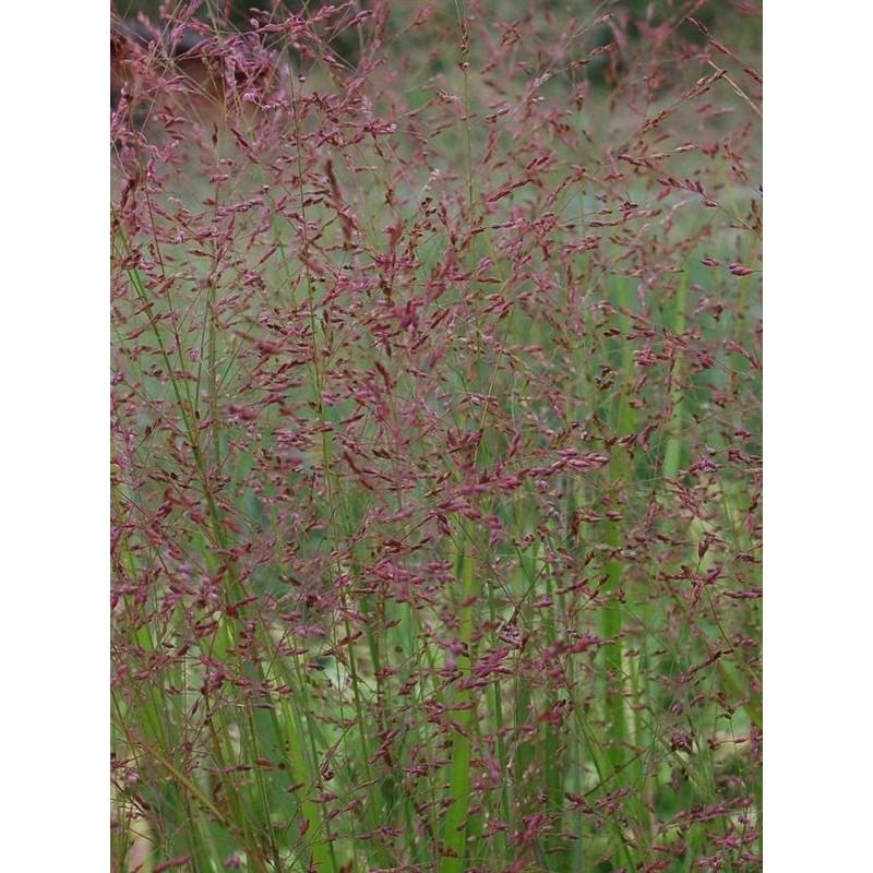 proso rózgowate (Panicum virgatum) Worrior- Świat bylin - sklep internetowy