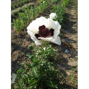 mak wschodni (Papaver orientale) Royal Wedding- Świat bylin - sklep internetowy