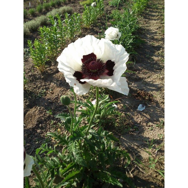 mak wschodni (Papaver orientale) Royal Wedding- Świat bylin - sklep internetowy