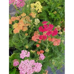 krwawnik pospolity (Achillea millefolium) Summer Pastels- Świat bylin - sklep internetowy