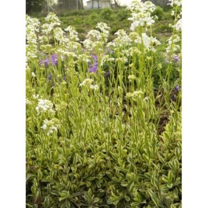 gęsiówka macedońska (Arabis ferdinandi-coburgii) Old Gold- Świat bylin - sklep internetowy