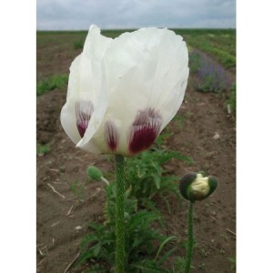 mak wschodni (Papaver orientale) Royal Wedding- Świat bylin - sklep internetowy