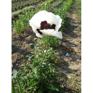 mak wschodni (Papaver orientale) Royal Wedding- Świat bylin - sklep internetowy