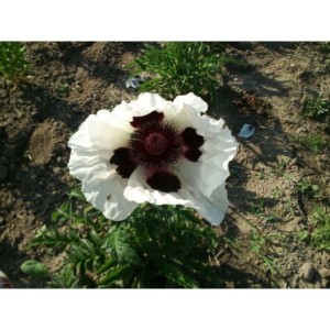 mak wschodni (Papaver orientale) Royal Wedding- Świat bylin - sklep internetowy