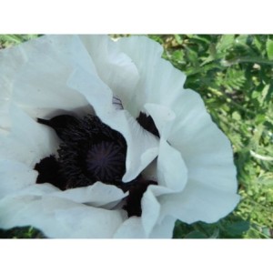 mak wschodni (Papaver orientale) Royal Wedding- Świat bylin - sklep internetowy