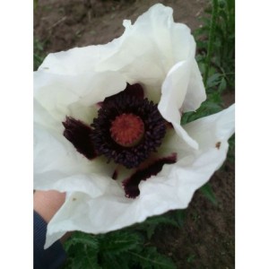 mak wschodni (Papaver orientale) Royal Wedding- Świat bylin - sklep internetowy