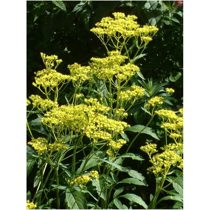 patrinia drakwiolistna (Patrinia scabiosifolia) - Świat bylin - sklep internetowy