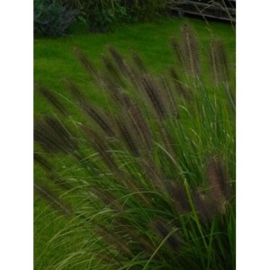 rozplenica japońska (Pennisetum alopecuroides) Black Beauty- Świat bylin - sklep internetowy